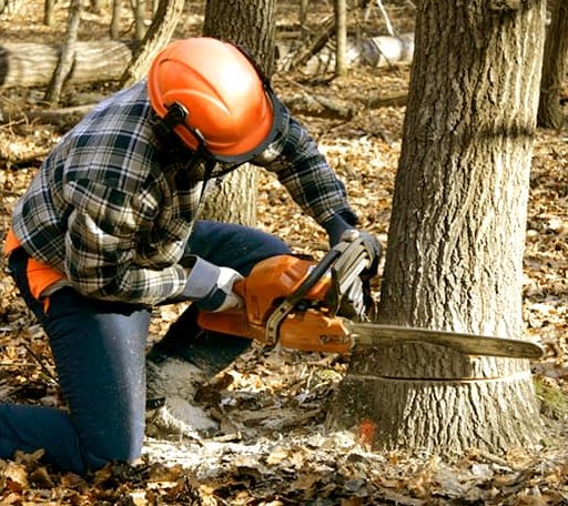 Tree Removal in Century, FL